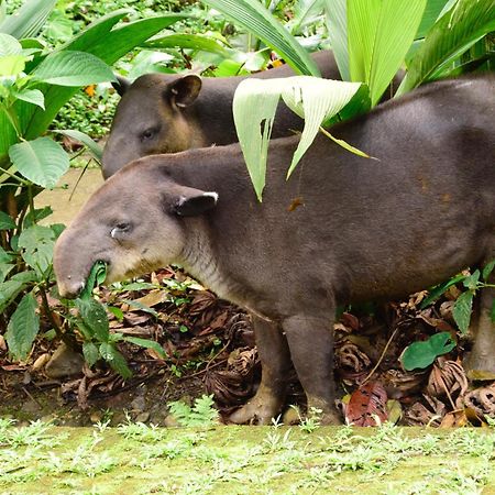 Tapirus Lodge And Reserve Carrillo  Екстер'єр фото