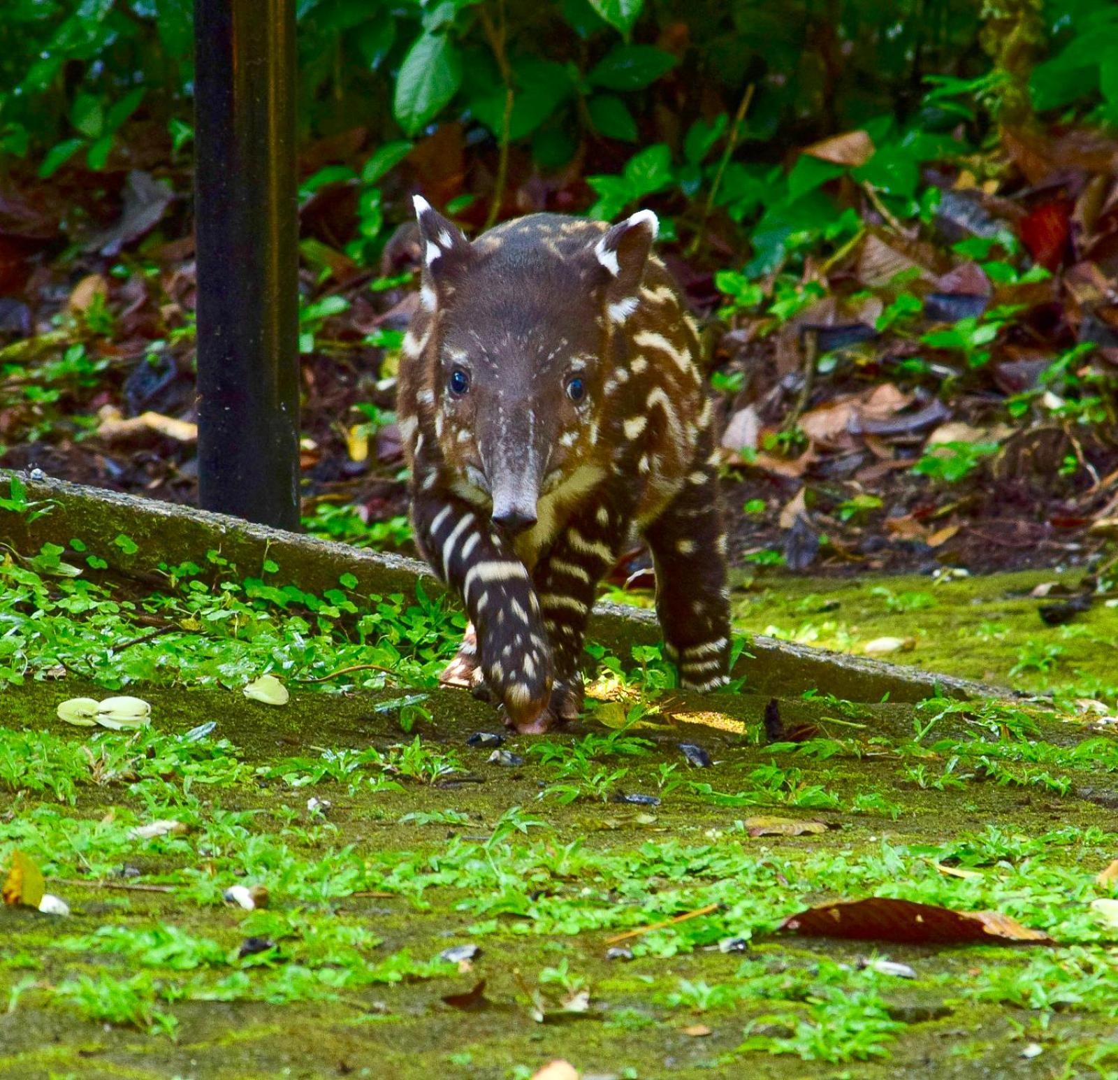 Tapirus Lodge And Reserve Carrillo  Екстер'єр фото