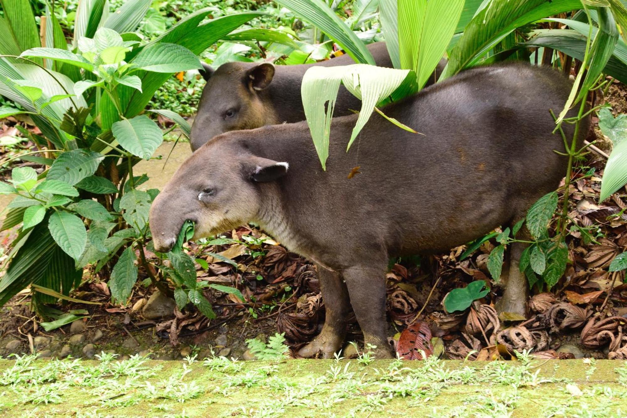 Tapirus Lodge And Reserve Carrillo  Екстер'єр фото